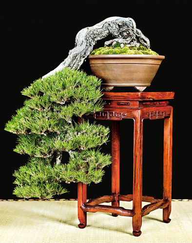 About - U.S. National Bonsai Exhibition