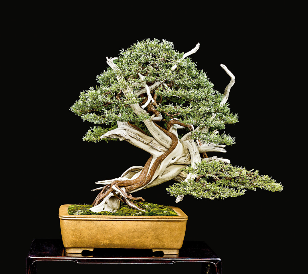 bonsai4 U.S. National Bonsai Exhibition