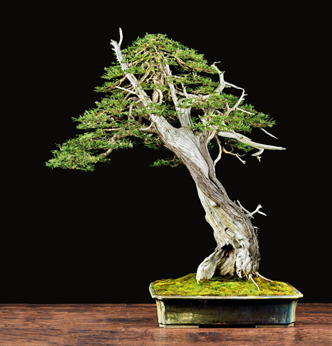 Call for Entries - U.S. National Bonsai Exhibition