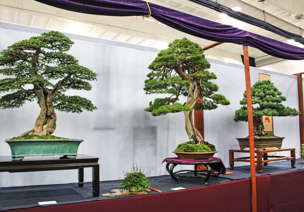 National Bonsai Exhibition 2024 Olva Tommie