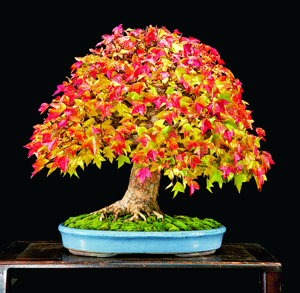 U.S. National Bonsai Exhibition